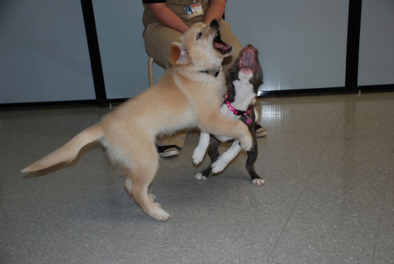 Dexter on his hind legs sparing with a classmate.